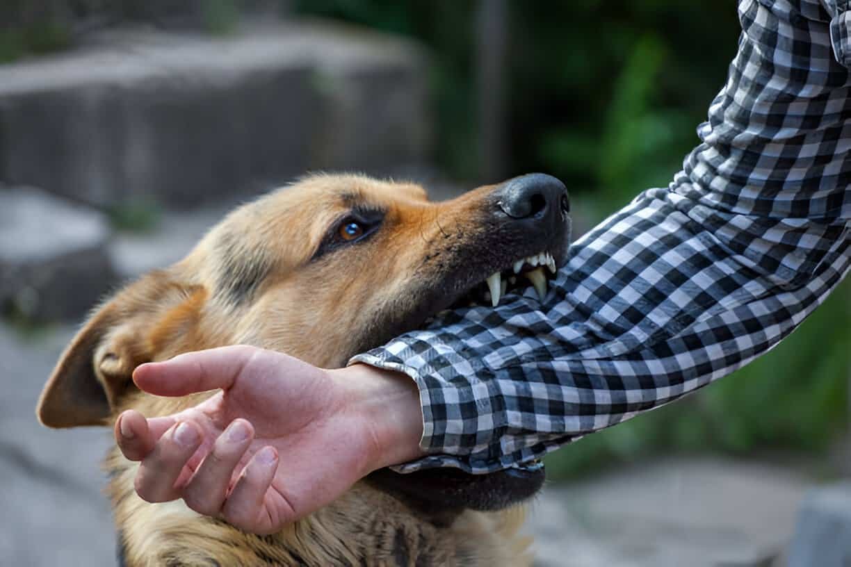 Los Angeles Dog Bites: How to Handle the Aftermath ?